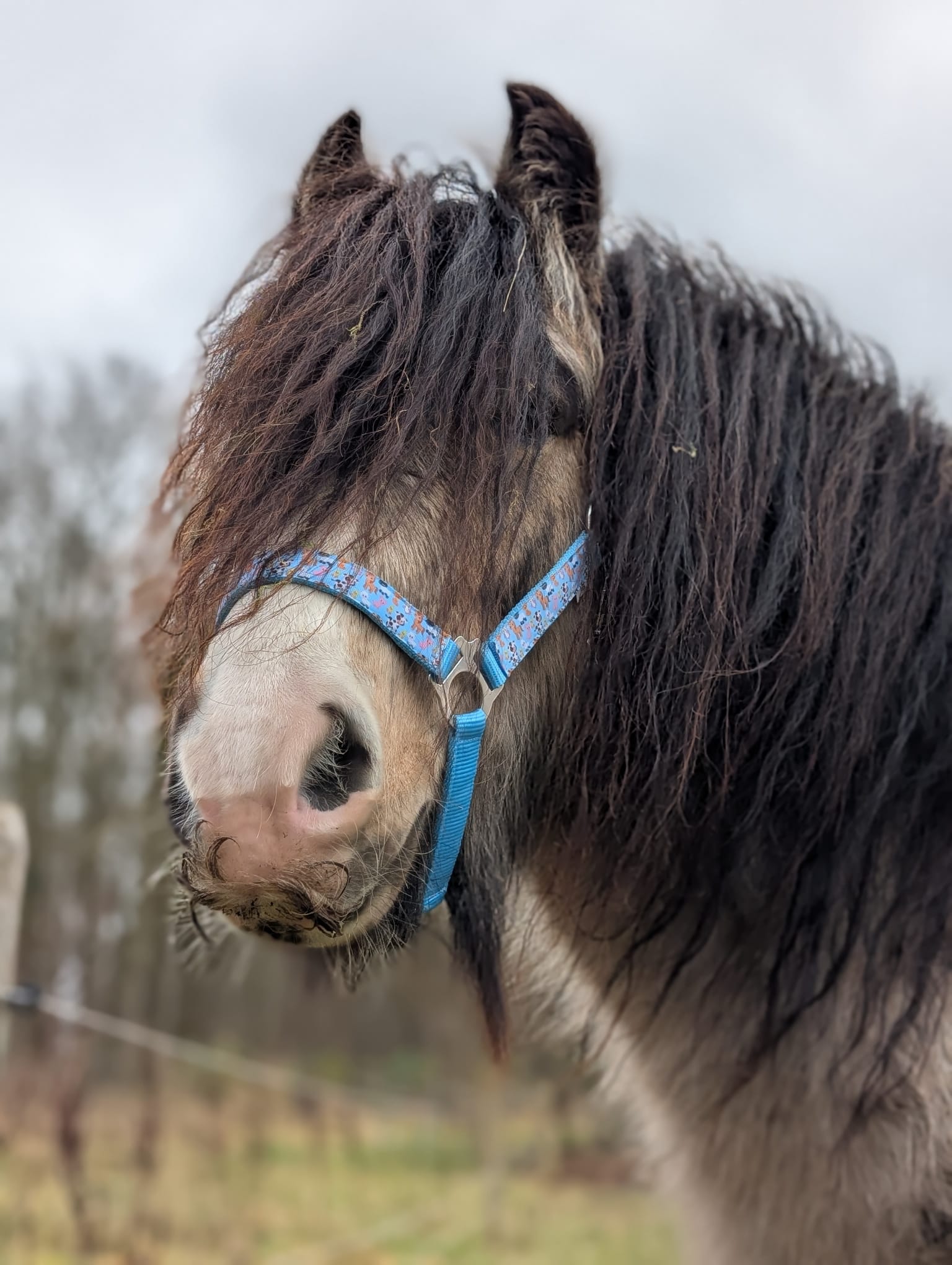 Boerderij Halster - Afbeelding 8