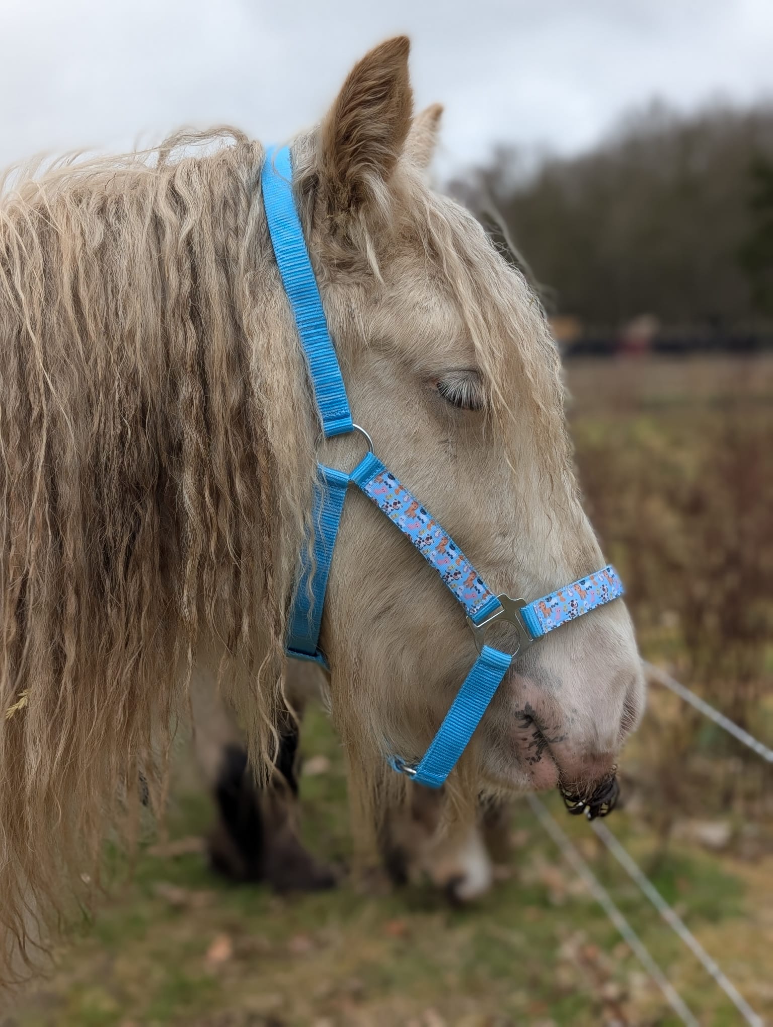 Boerderij Halster - Afbeelding 9