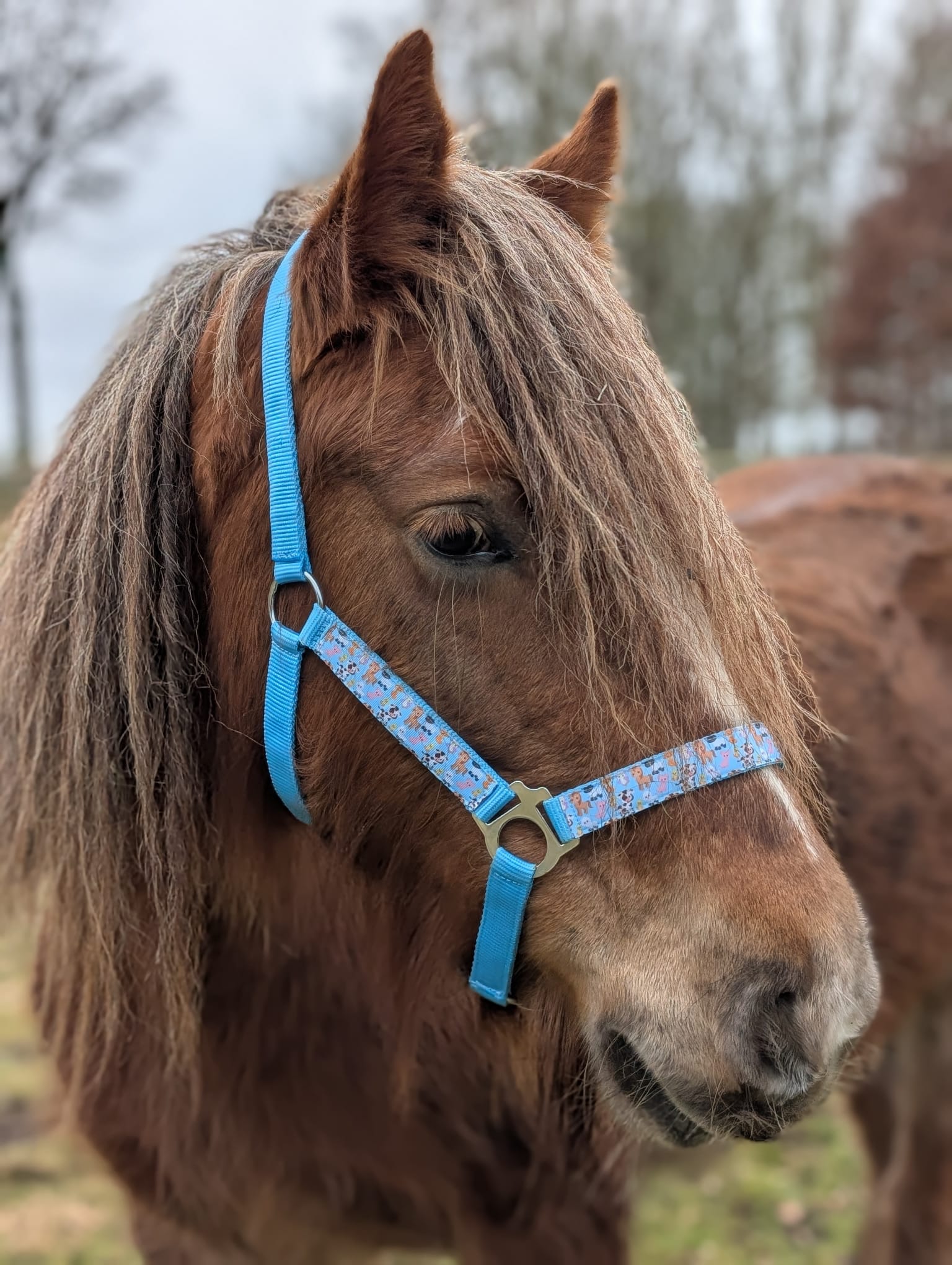 Boerderij Halster - Afbeelding 10
