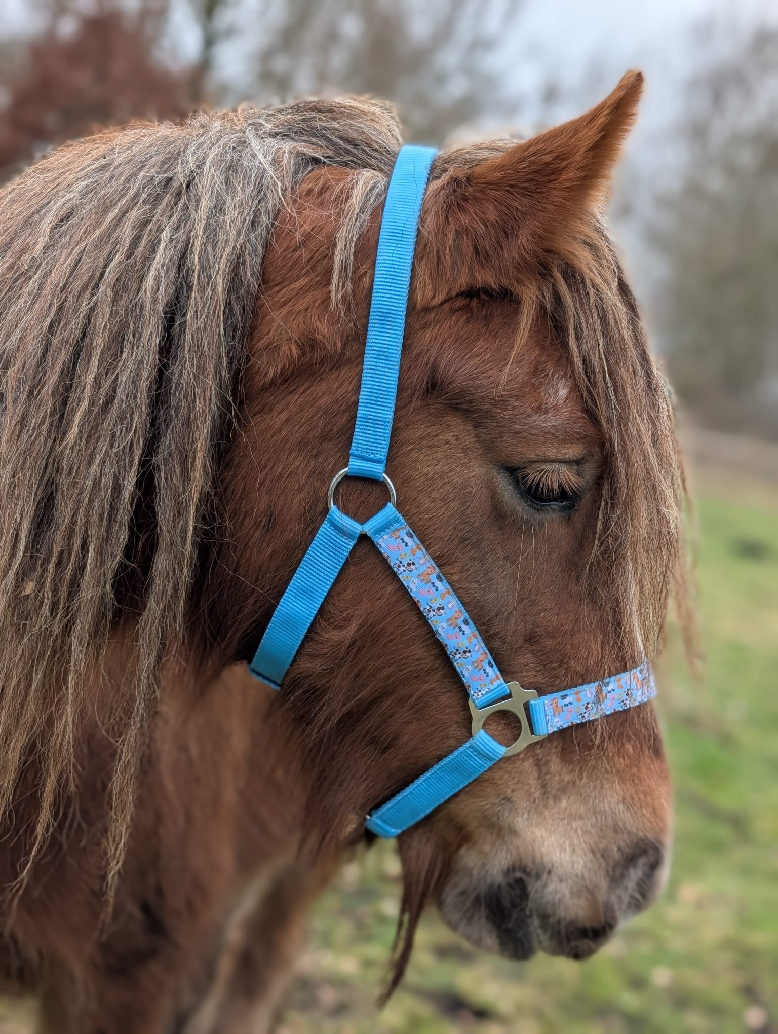 Boerderij Halster - Afbeelding 12