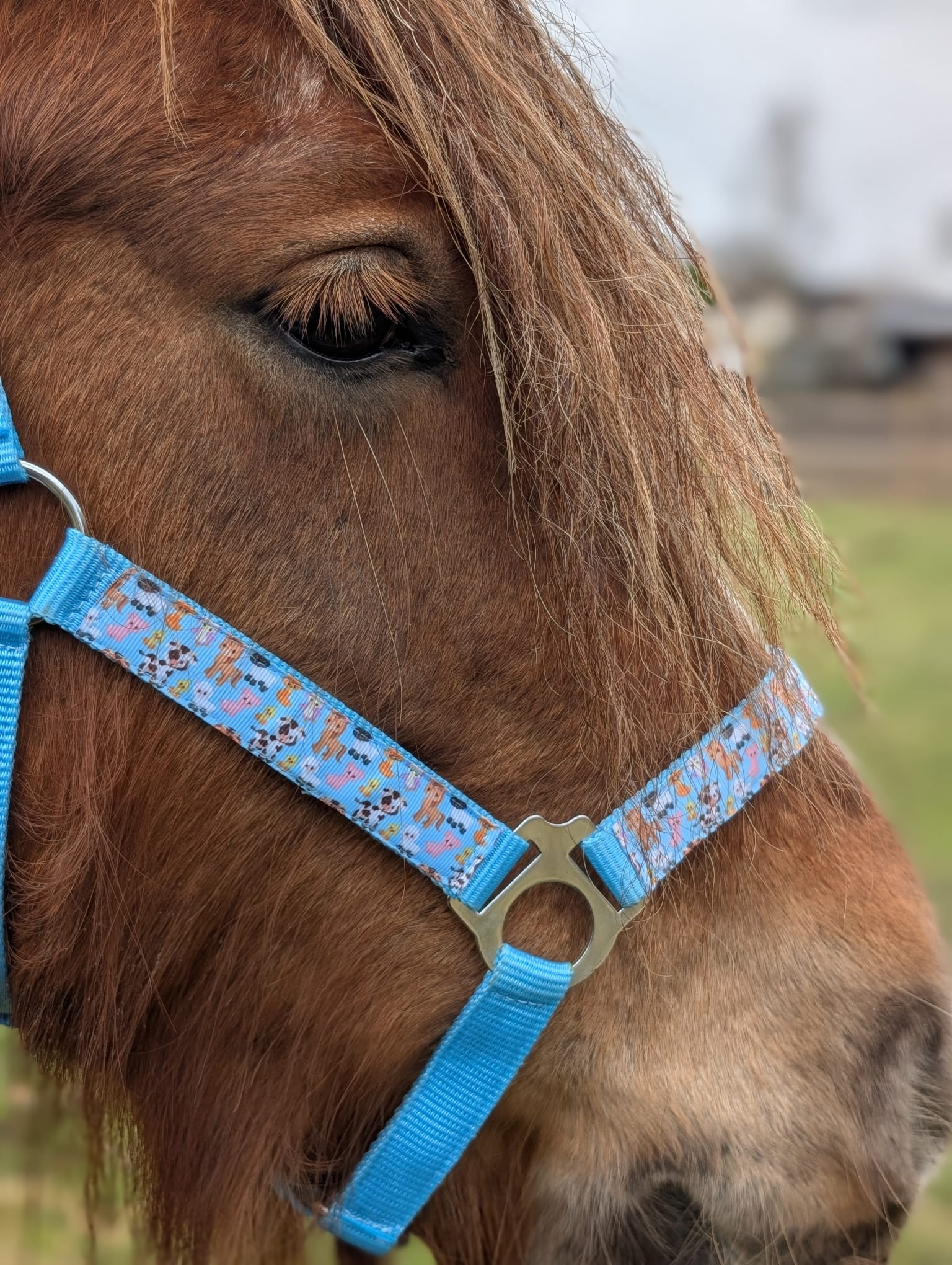 Boerderij Halster - Afbeelding 13